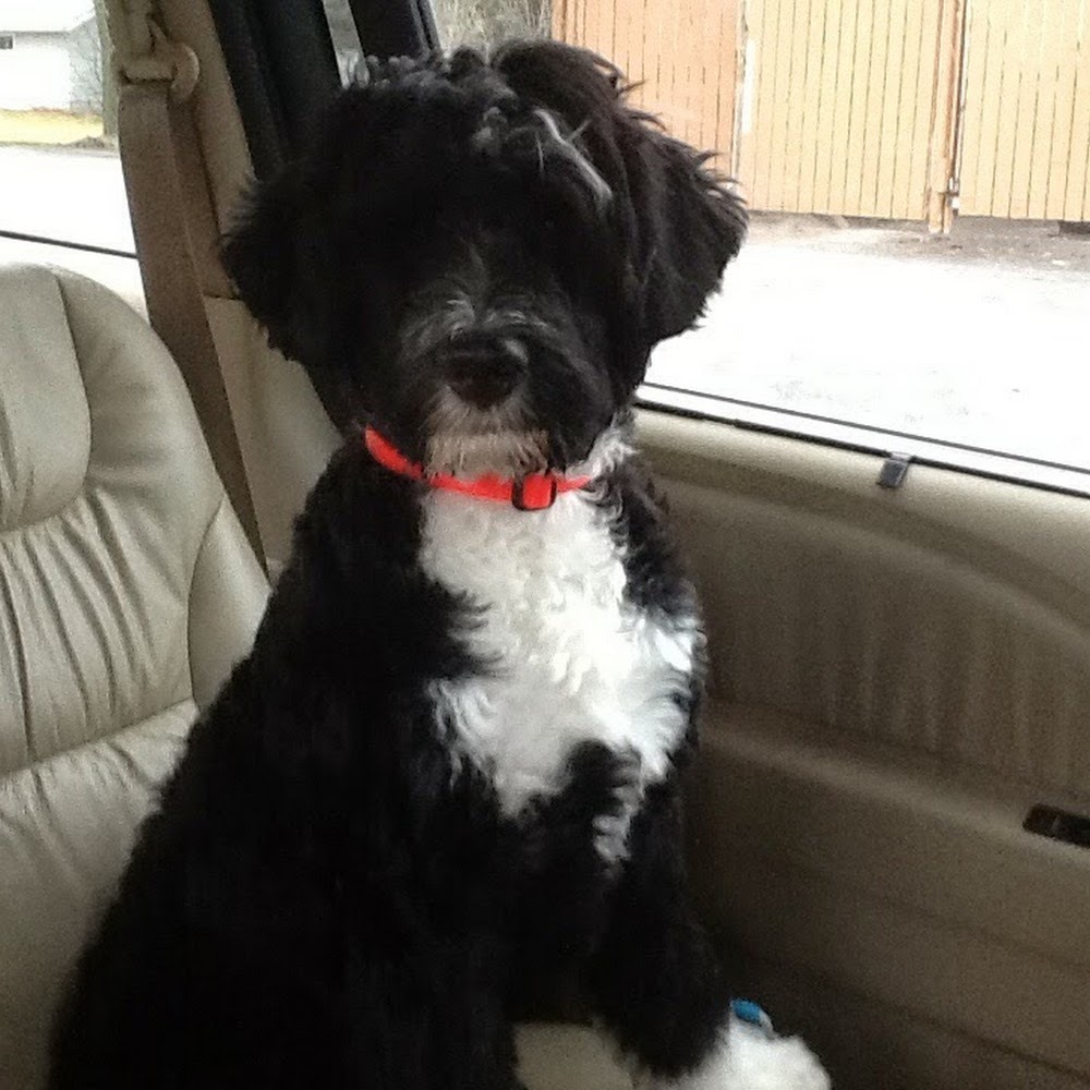 Meet your Posher, Riley
